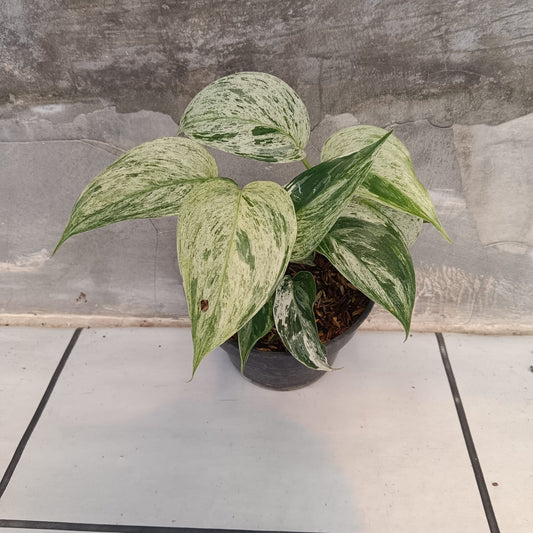 DOUBLE DATE PLANT FEST - Scindapsus blue albo salaca