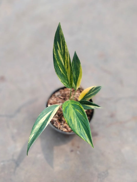 DOUBLE DATE PLANT FEST - Scindapsus Rupertis variegated