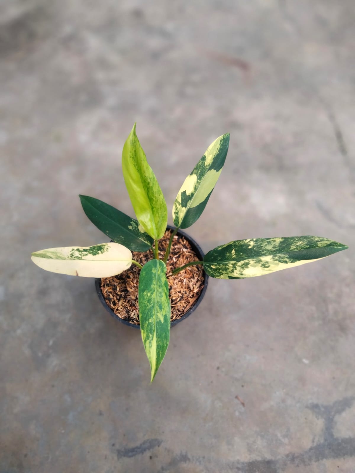 DOUBLE DATE PLANT FEST - Philodendron domesticum variegata