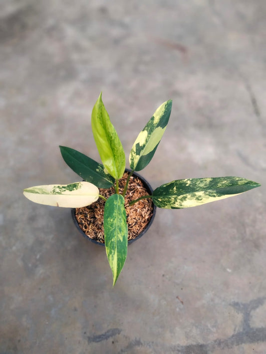 DOUBLE DATE PLANT FEST - Philodendron domesticum variegata