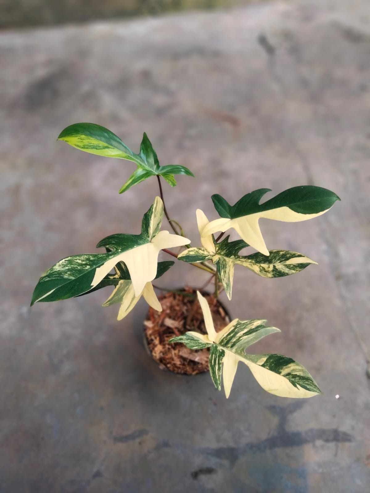 DOUBLE DATE PLANT FEST - Philodendron florida beauty