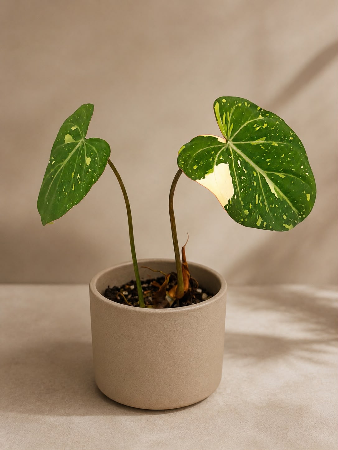 Philodendron gloriosum variegated