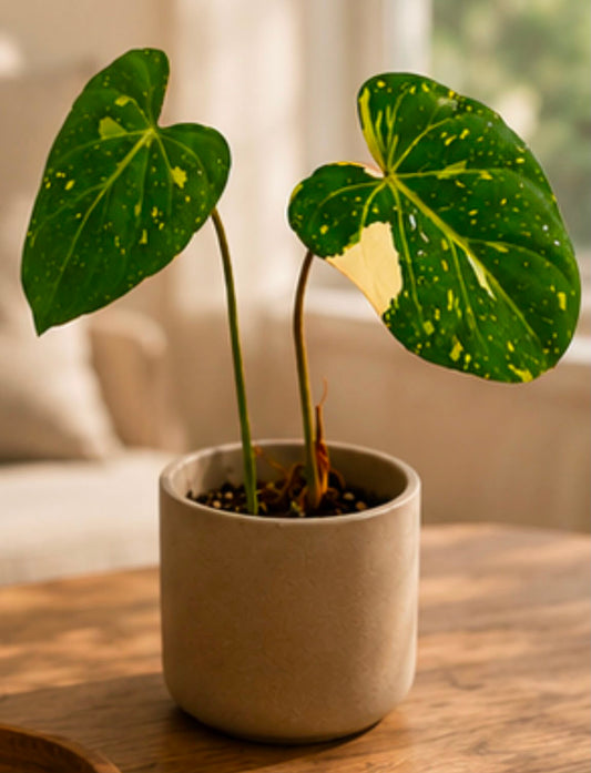 Philodendron gloriosum variegated