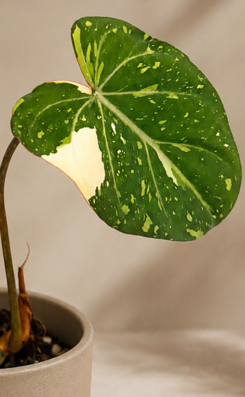 Philodendron gloriosum variegated