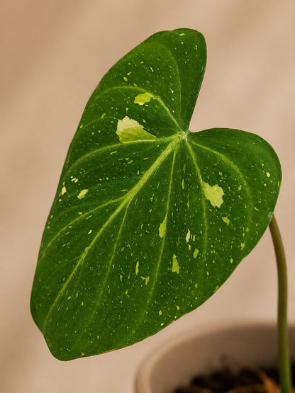 Philodendron gloriosum variegated