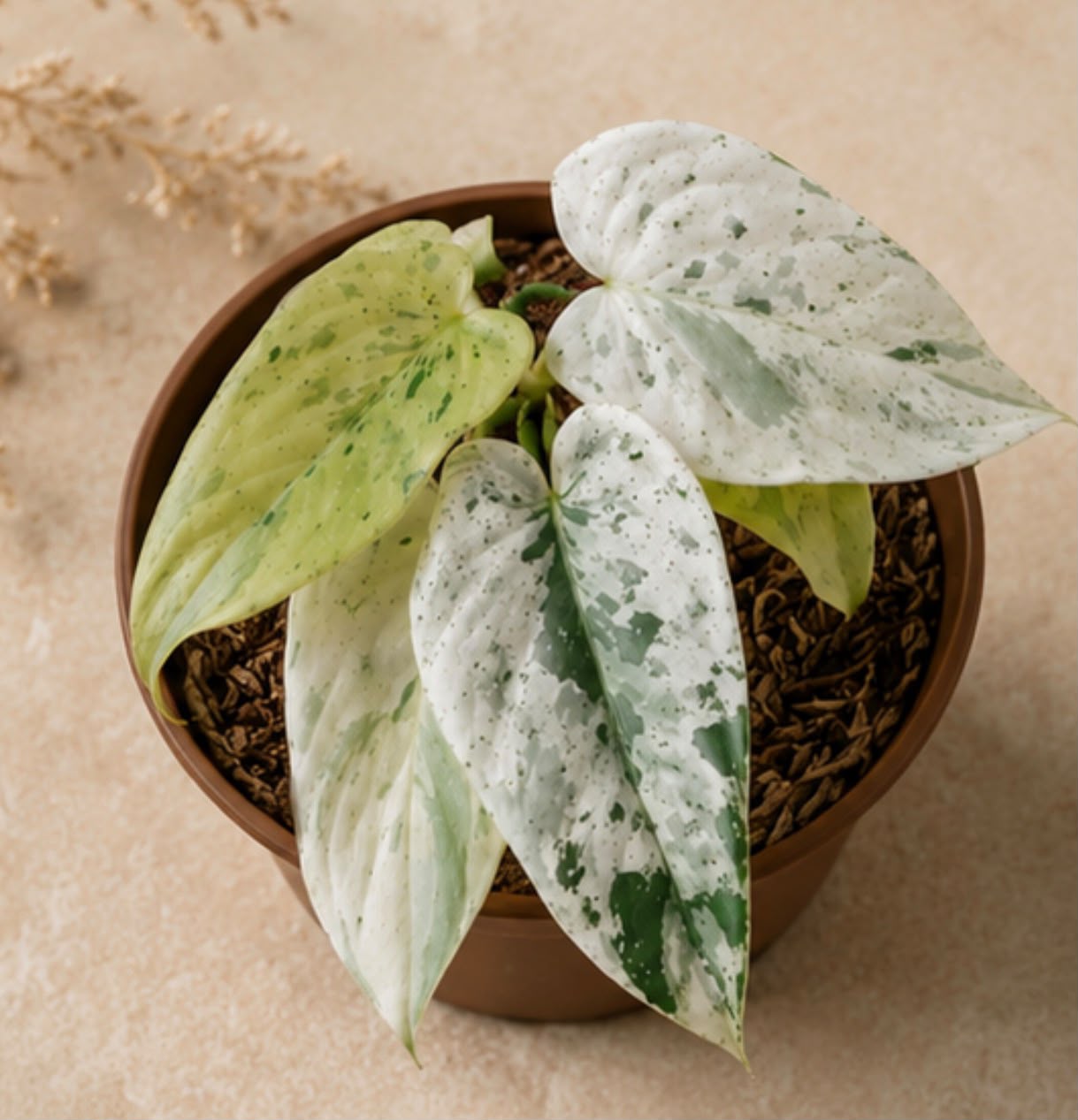 Philodendron ilsemanii variegated