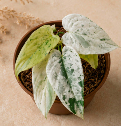 Philodendron ilsemanii variegated