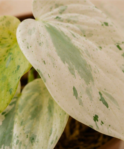 Philodendron ilsemanii variegated