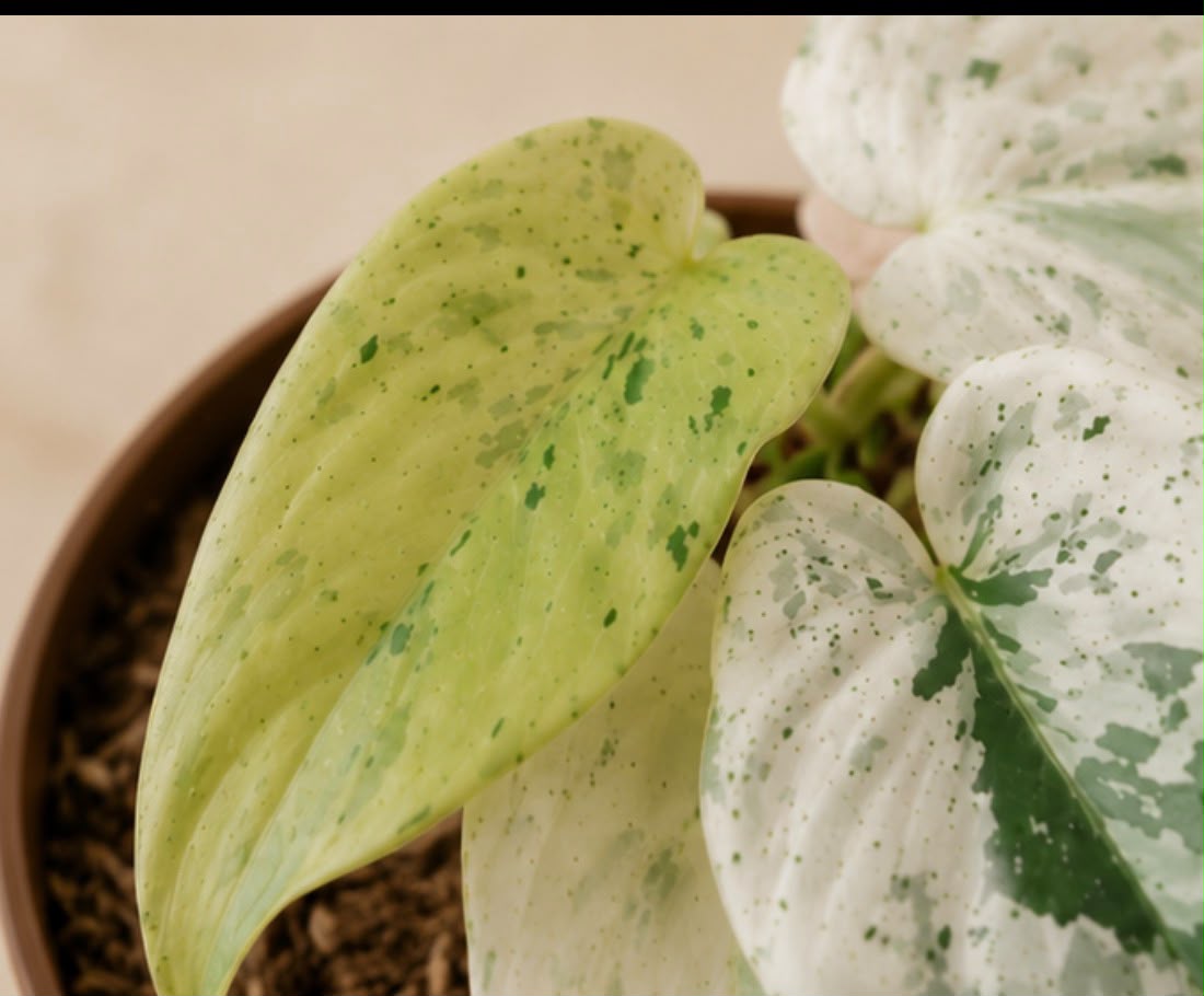 Philodendron ilsemanii variegated