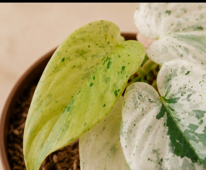 Philodendron ilsemanii variegated