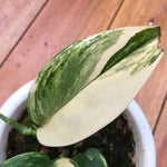 Scindapsus Rubicon, Free Shipping