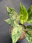 Aglaonema Simplex Variegated, Free Shipping