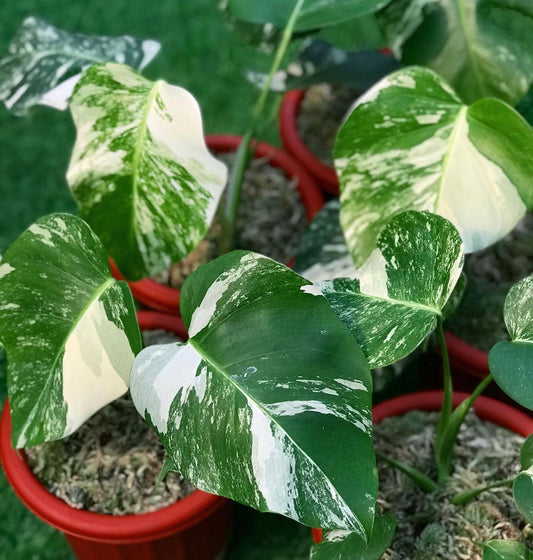 DOUBLE DATE PLANT FEST - Monstera Albo