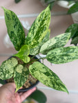 Aglaonema Simplex Variegated, Free Shipping