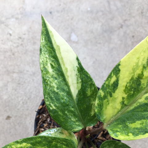 Anthurium Bird Nest Variegated, Free Shipping