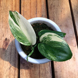 Scindapsus Rubicon, Free Shipping