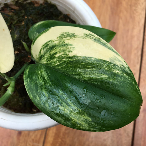 Scindapsus Rubicon, Free Shipping