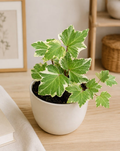 Korean Ivy