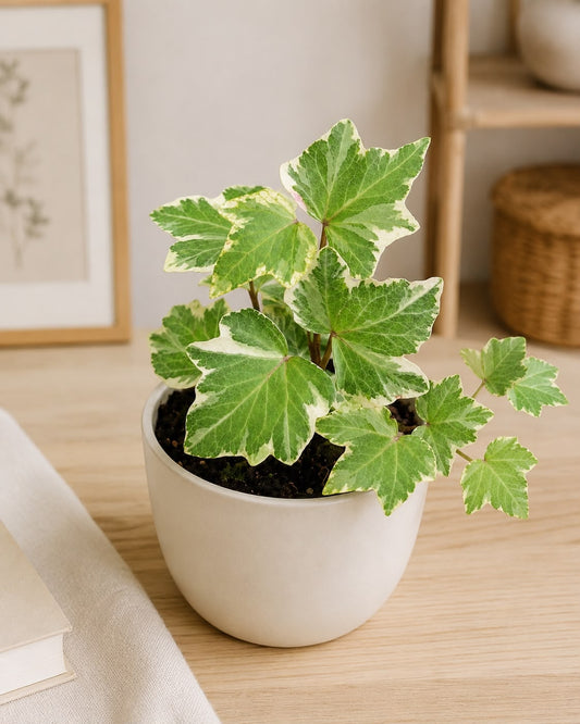 Korean Ivy