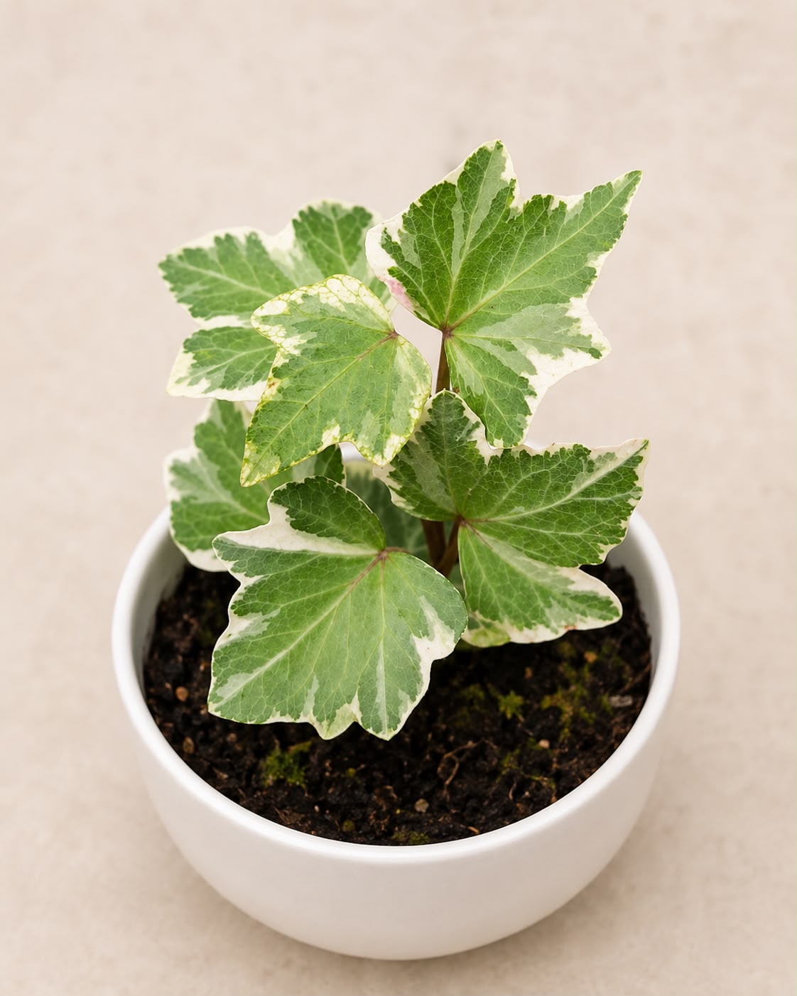 Korean Ivy