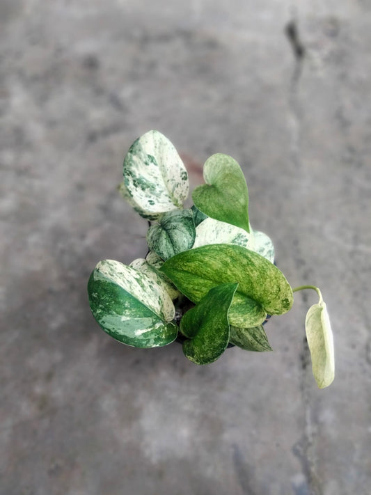 DOUBLE DATE PLANT FEST - Scindapsus jade satin marble
