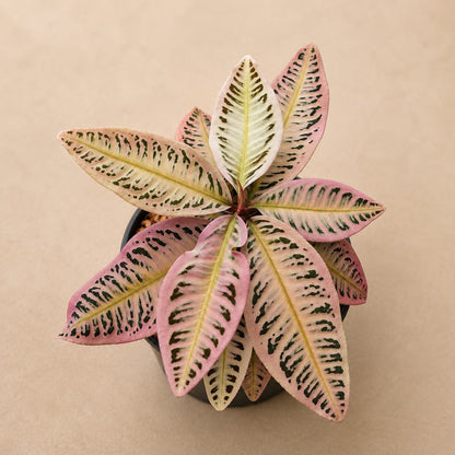 Pink Labisia