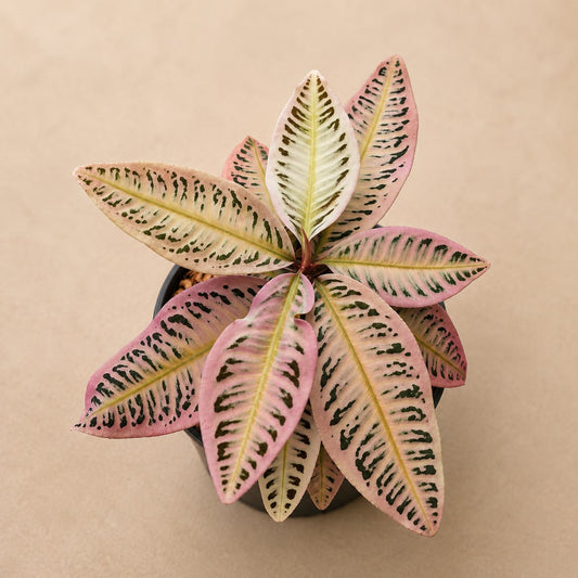 Pink Labisia