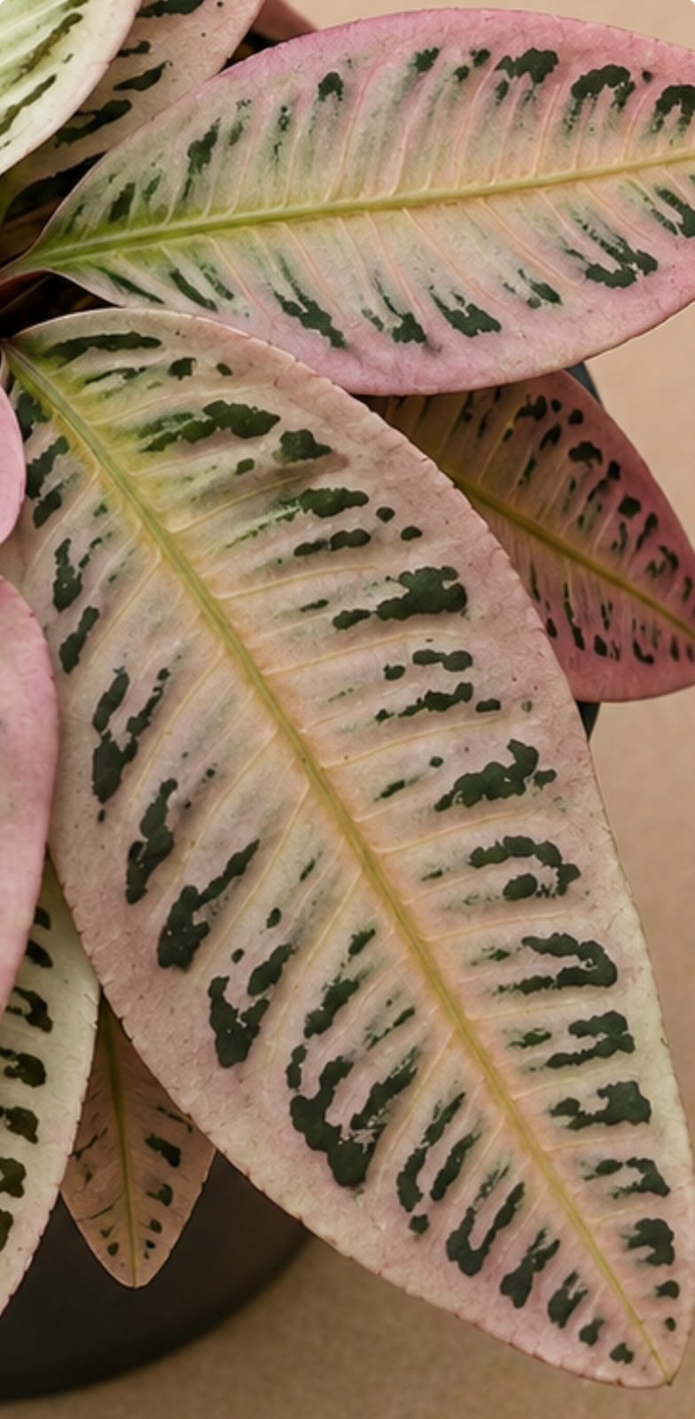 Pink Labisia