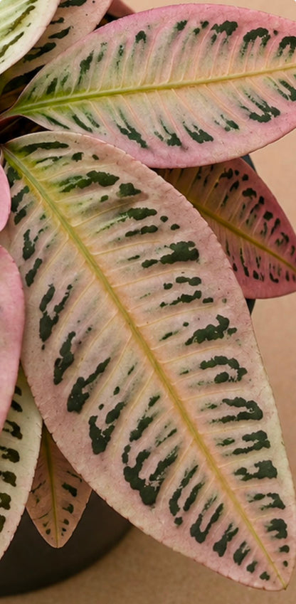 Pink Labisia