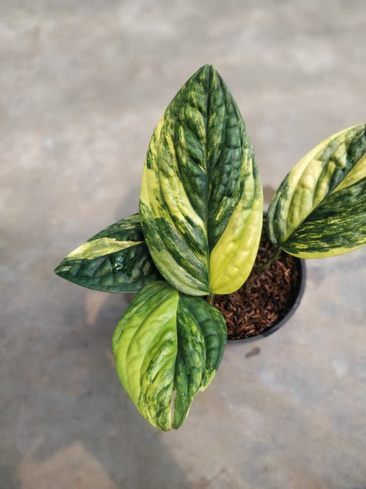 DOUBLE DATE PLANT FEST - Monstera karstenianum variegata