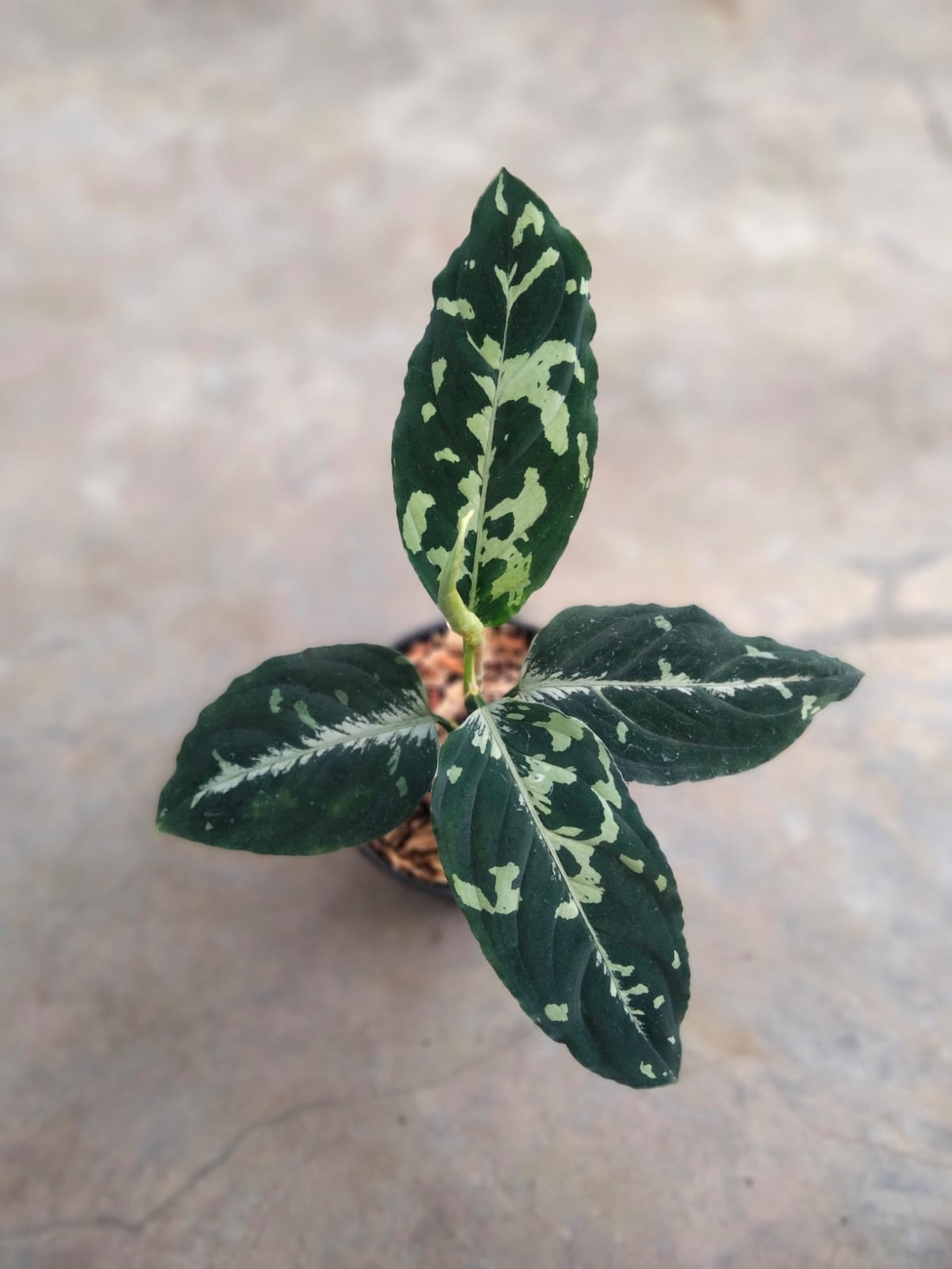 DOUBLE DATE PLANT FEST - Aglaonema Pictum Tricolor