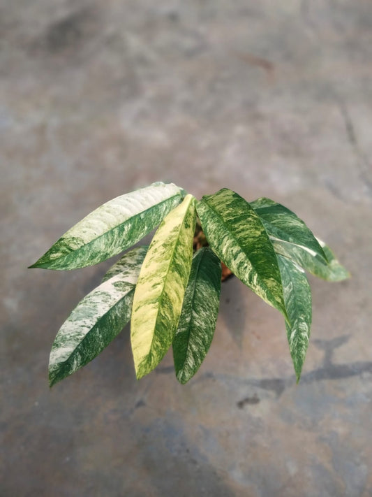 DOUBLE DATE PLANT FEST - Raphidopora megasperma