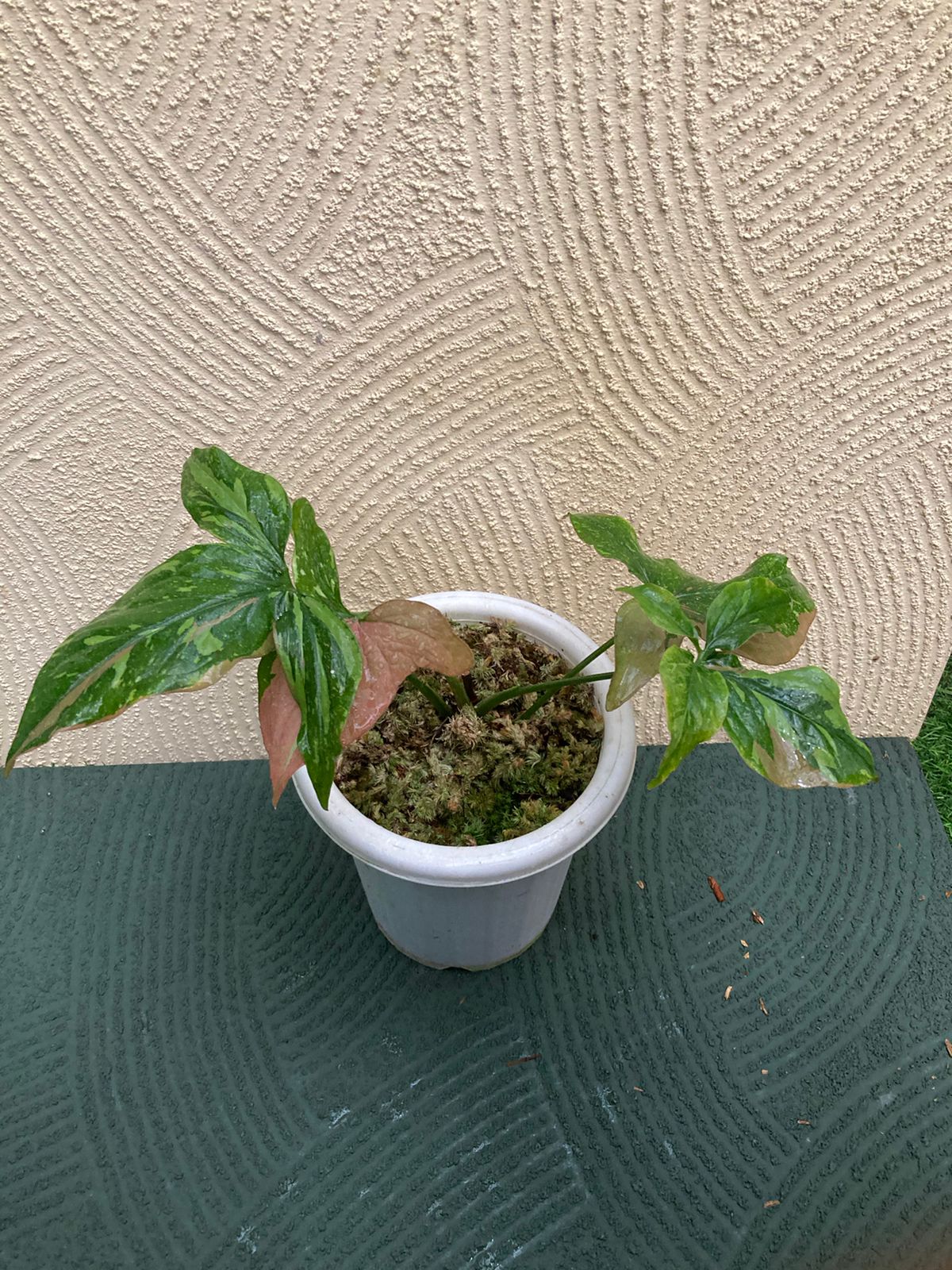 Syngonium red spot tricolor