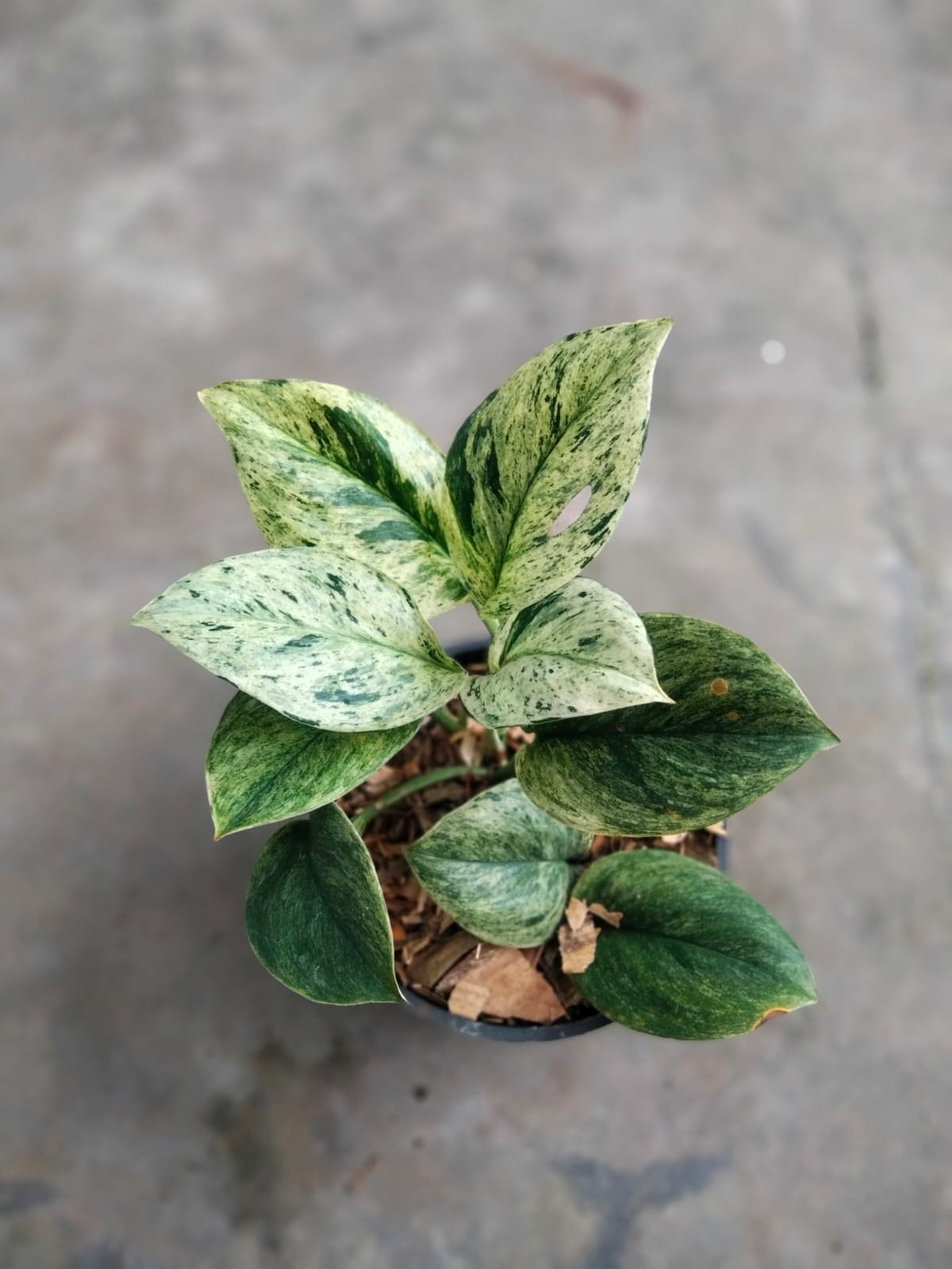 DOUBLE DATE PLANT FEST - Scindapsus creme brule