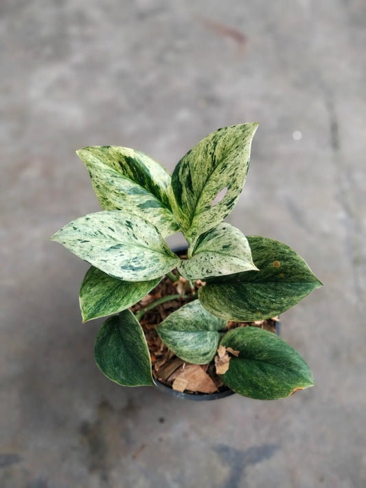 DOUBLE DATE PLANT FEST - Scindapsus creme brule