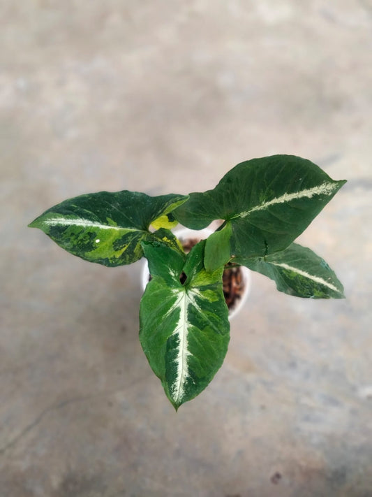 DOUBLE DATE PLANT FEST - Syngonium scramble egg