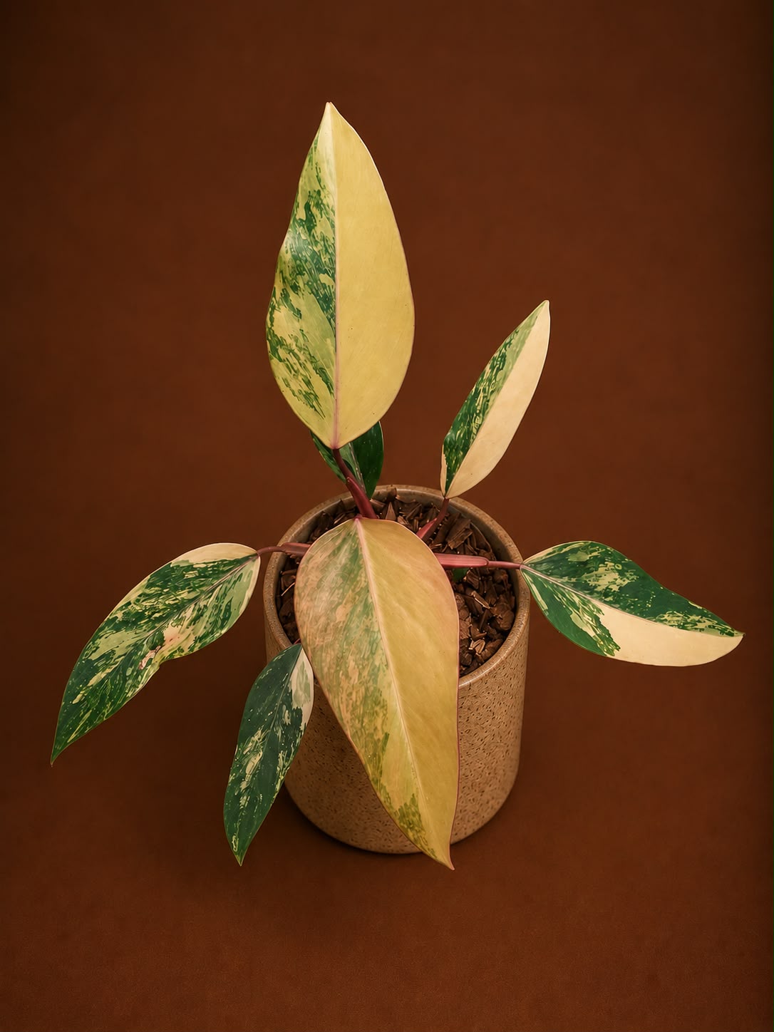 Philodendron strawberry shake