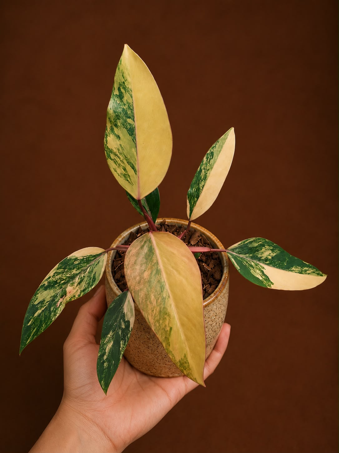 Philodendron strawberry shake