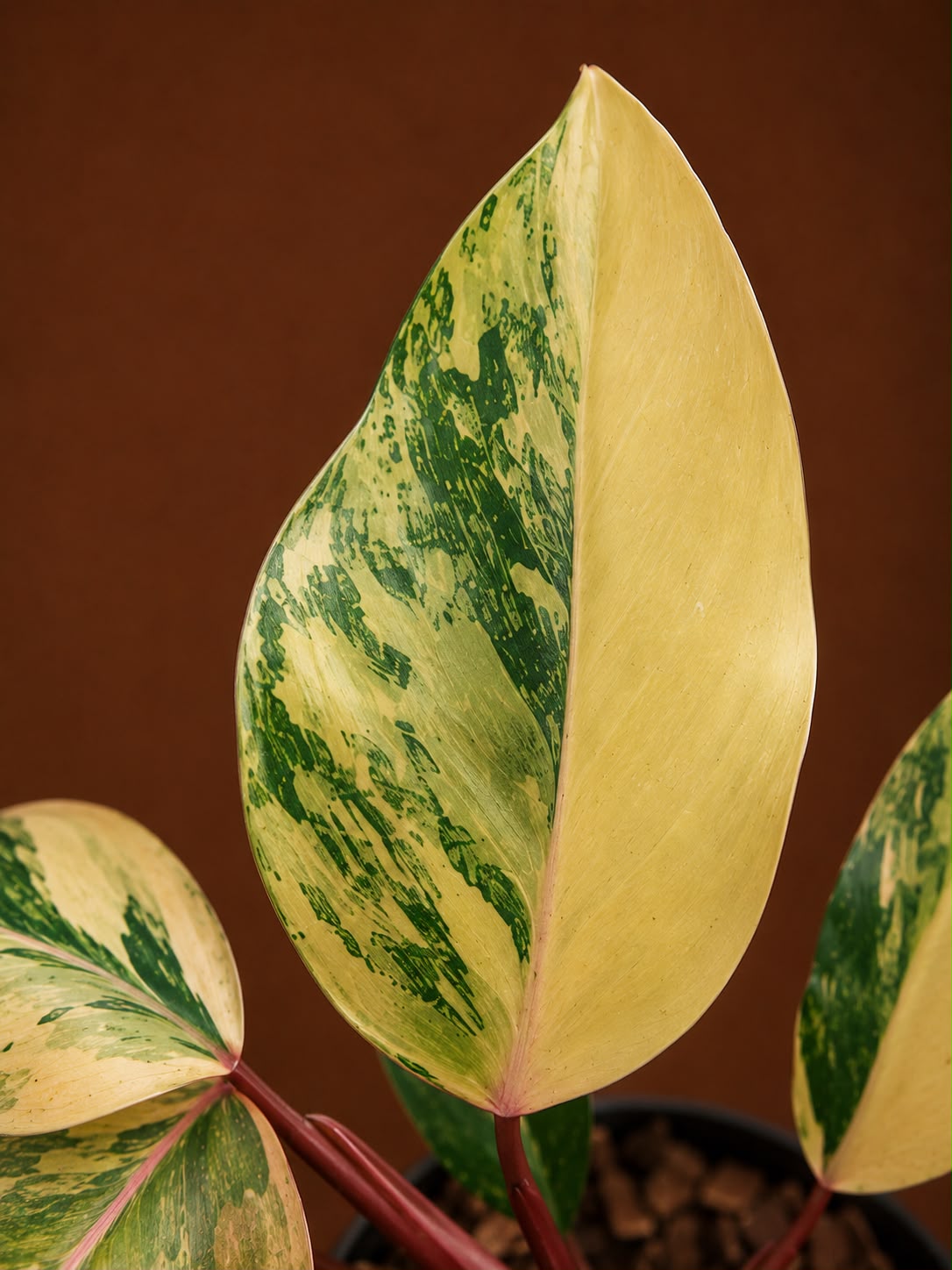 Philodendron strawberry shake