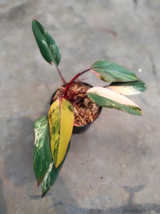 DOUBLE DATE PLANT FEST - Philodendron Strawberry Shake