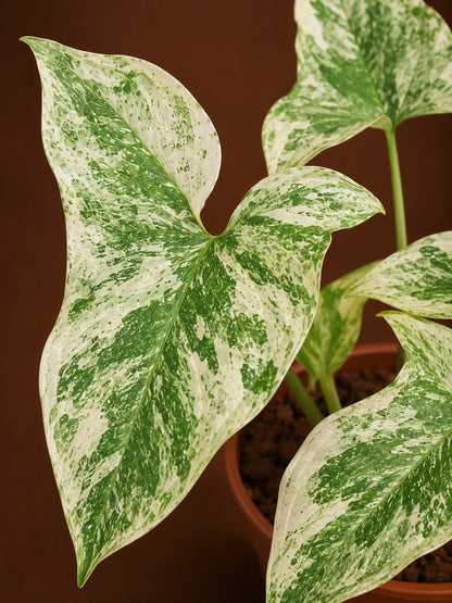 Syngonium mint sumatra