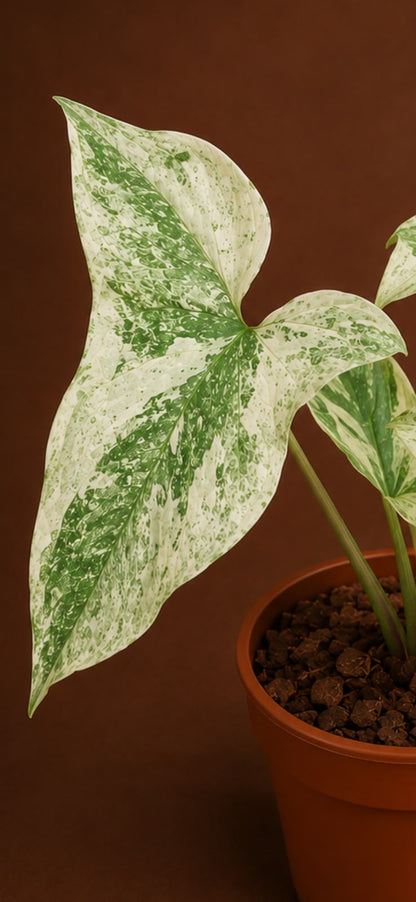 Syngonium mint sumatra