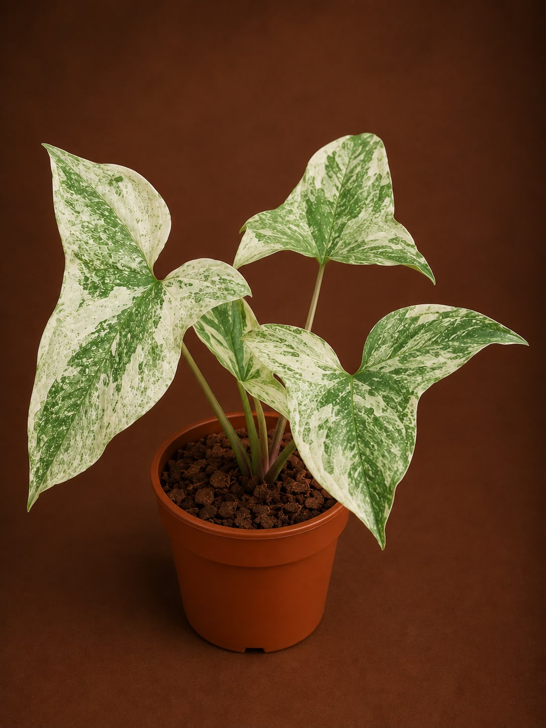 Syngonium mint sumatra