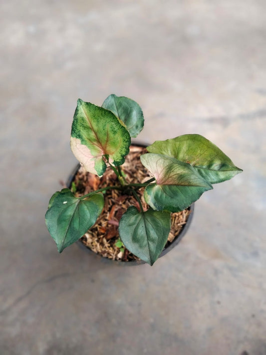 DOUBLE DATE PLANT FEST - Syngonium t24