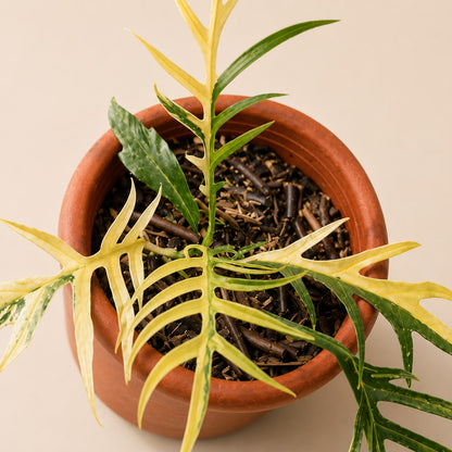 Philodendron Tortum  Variegated