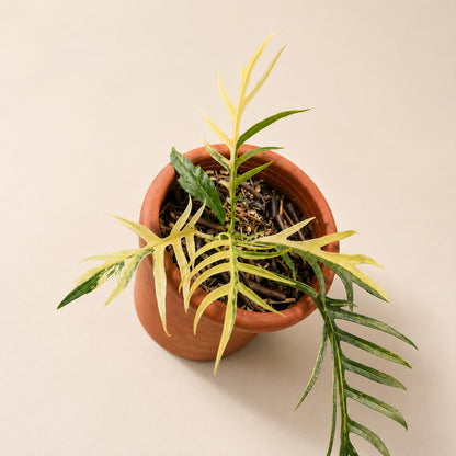 Philodendron Tortum  Variegated