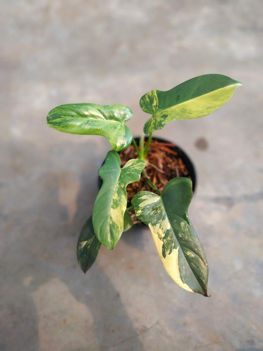 DOUBLE DATE PLANT FEST - Philodendron violin variegata
