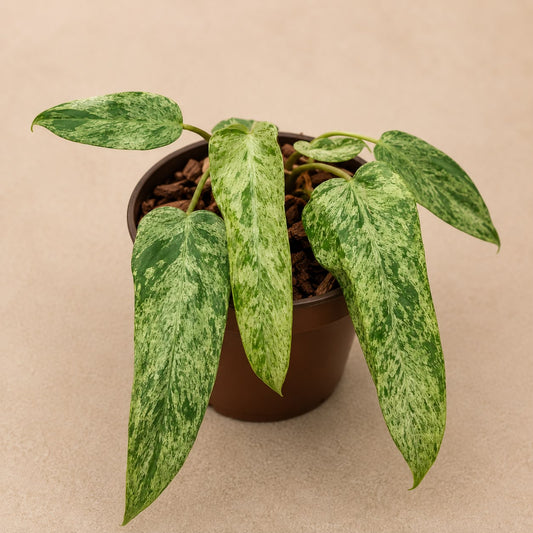 Philodendron Whiple way X florida beauty