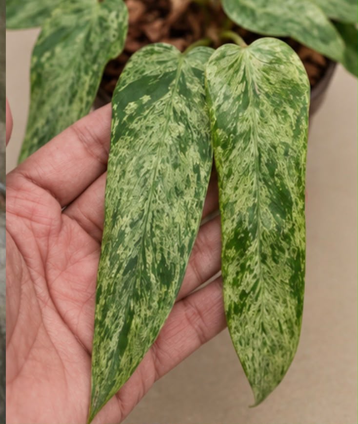Philodendron Whiple way X florida beauty
