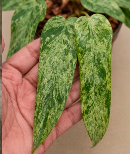 Philodendron Whiple way X florida beauty